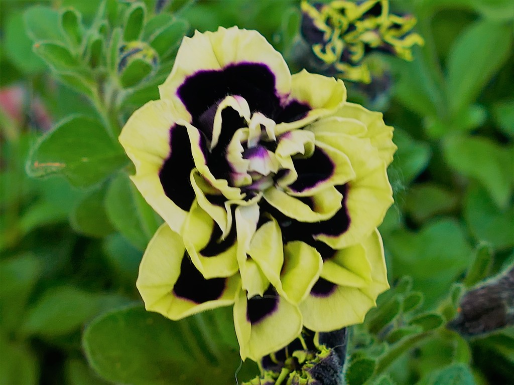 ベニチュア（花衣）黒真珠　変異