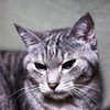 猫photo 13