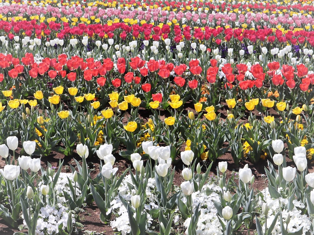 tulip tulip