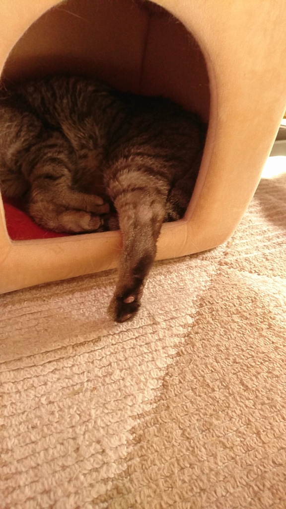 スマホDEにゃんこ