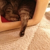 スマホDEにゃんこ