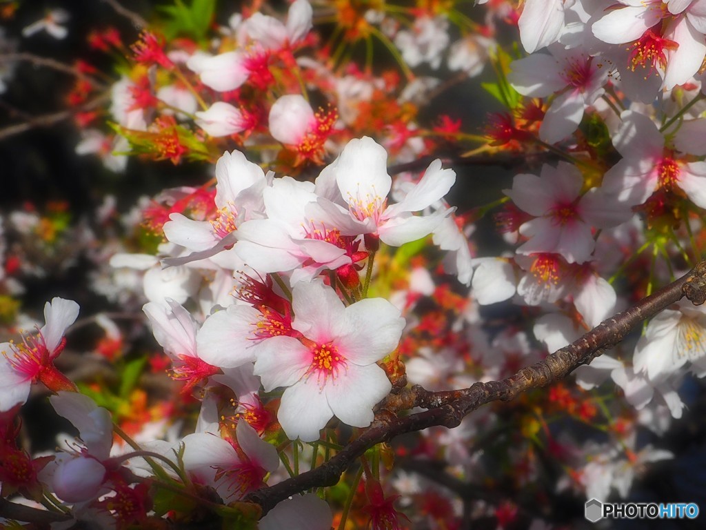 桜・祇園白川 1