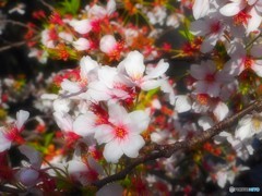 桜・祇園白川 1
