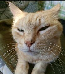 蔵出し～兄猫あとむ