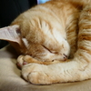 猫photo　012