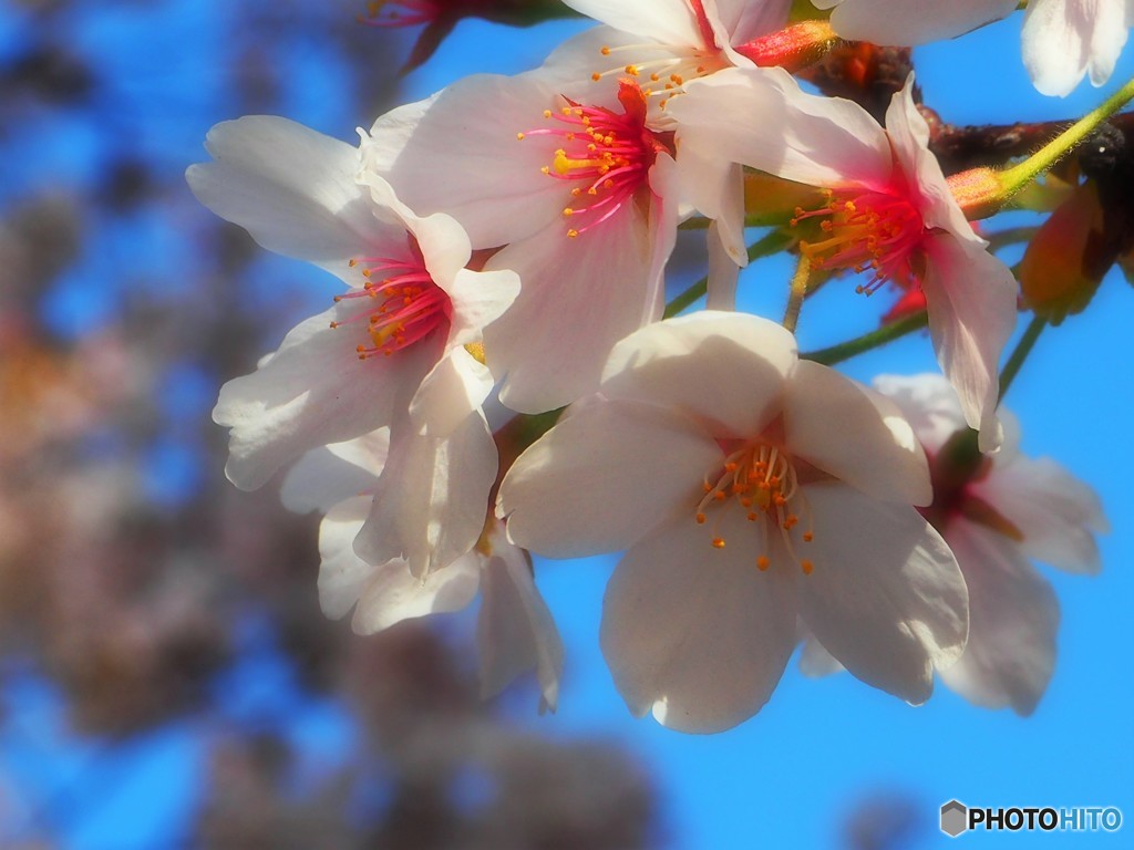 桜・祇園白川 2