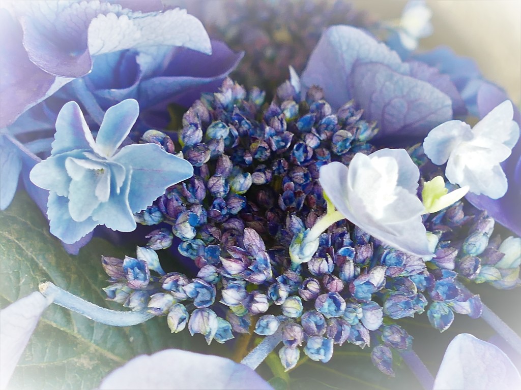 紫陽花の核心