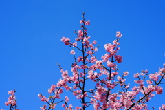 桜日和～4
