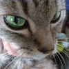 怖い猫