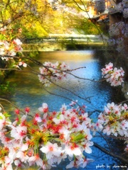 桜・祇園白川 6