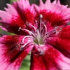 花も花粉症？