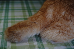 猫のしっぽ～ミディアムテイル　(おにいちゃん)