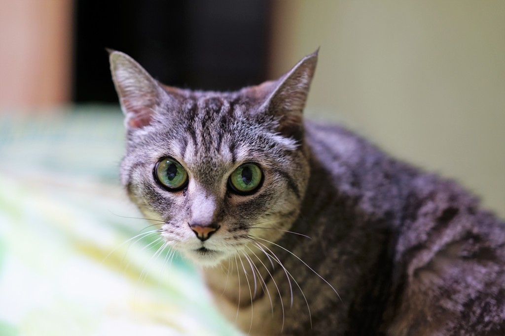 猫photo　002