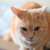 陽光の中で