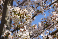 桜咲き・・・