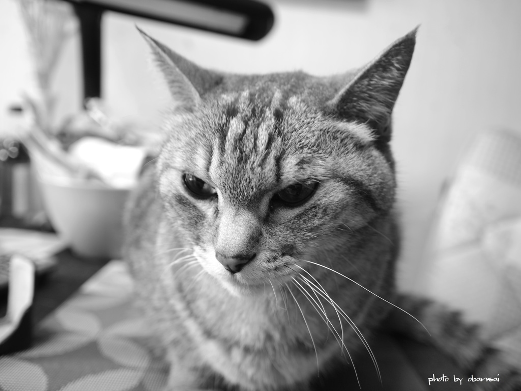 猫photo　１