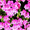 花盛り