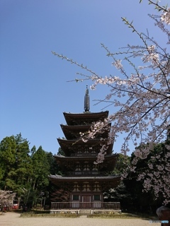 醍醐寺なう！