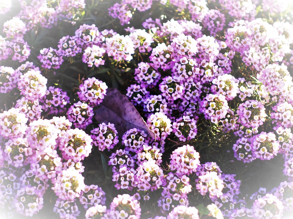 サンゴのような
