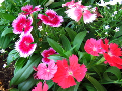 賑やかな語らい