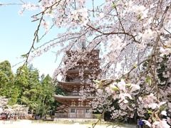 桜と五重塔