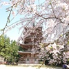 桜と五重塔