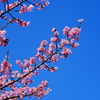 桜日和～2