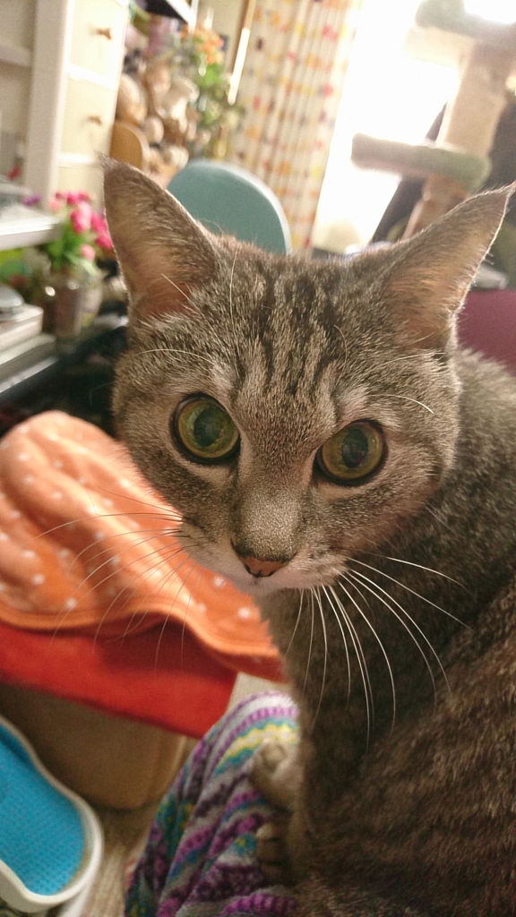 おとうしゃん、また入院した！
