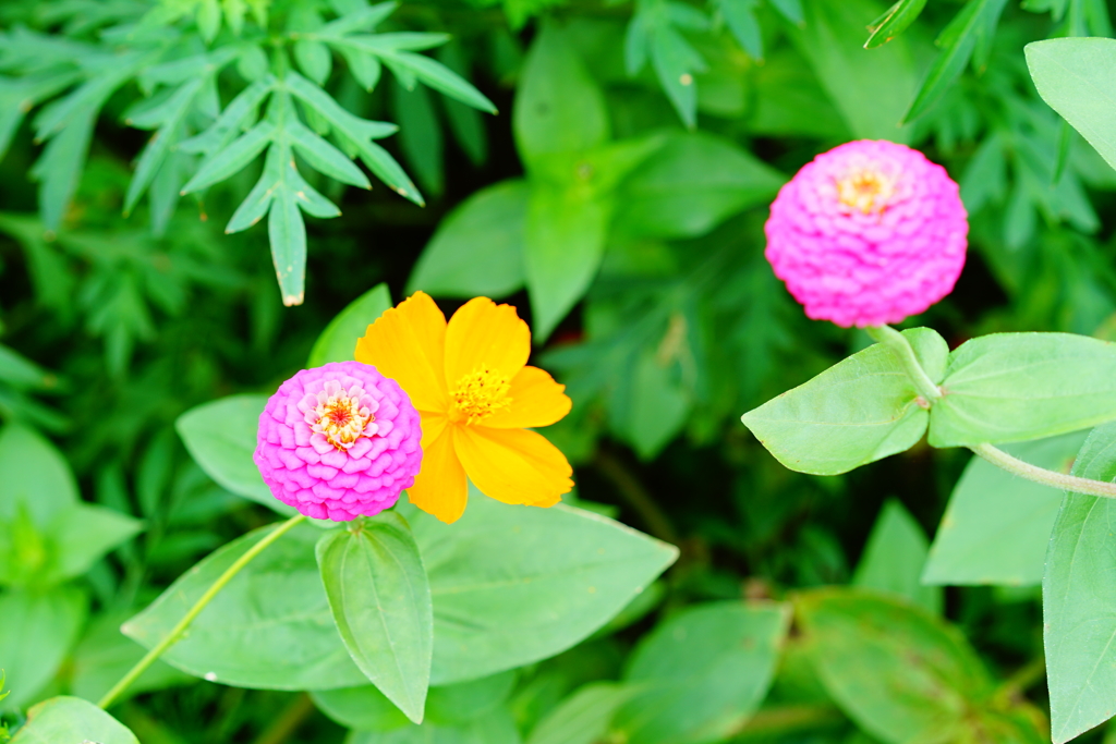 ミニダリアとキバナコスモスの語らい