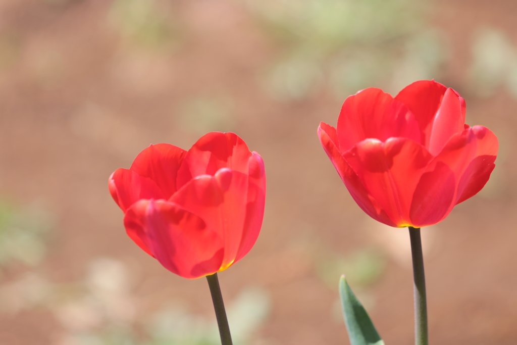 tulip tulip　やめ時・・・かな？