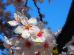 桜・祇園白川 4