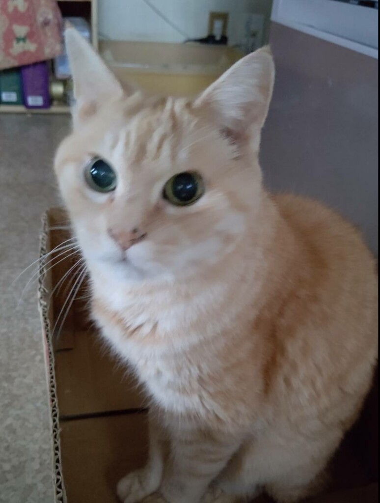 お兄ちゃん