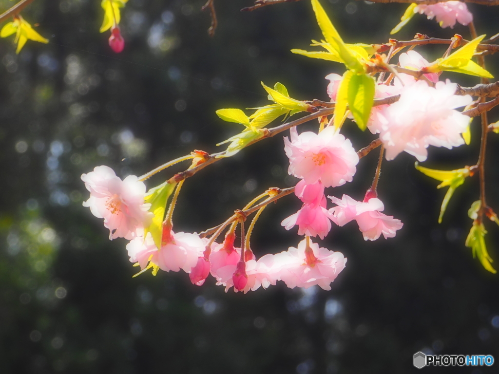 桜・醍醐寺　4