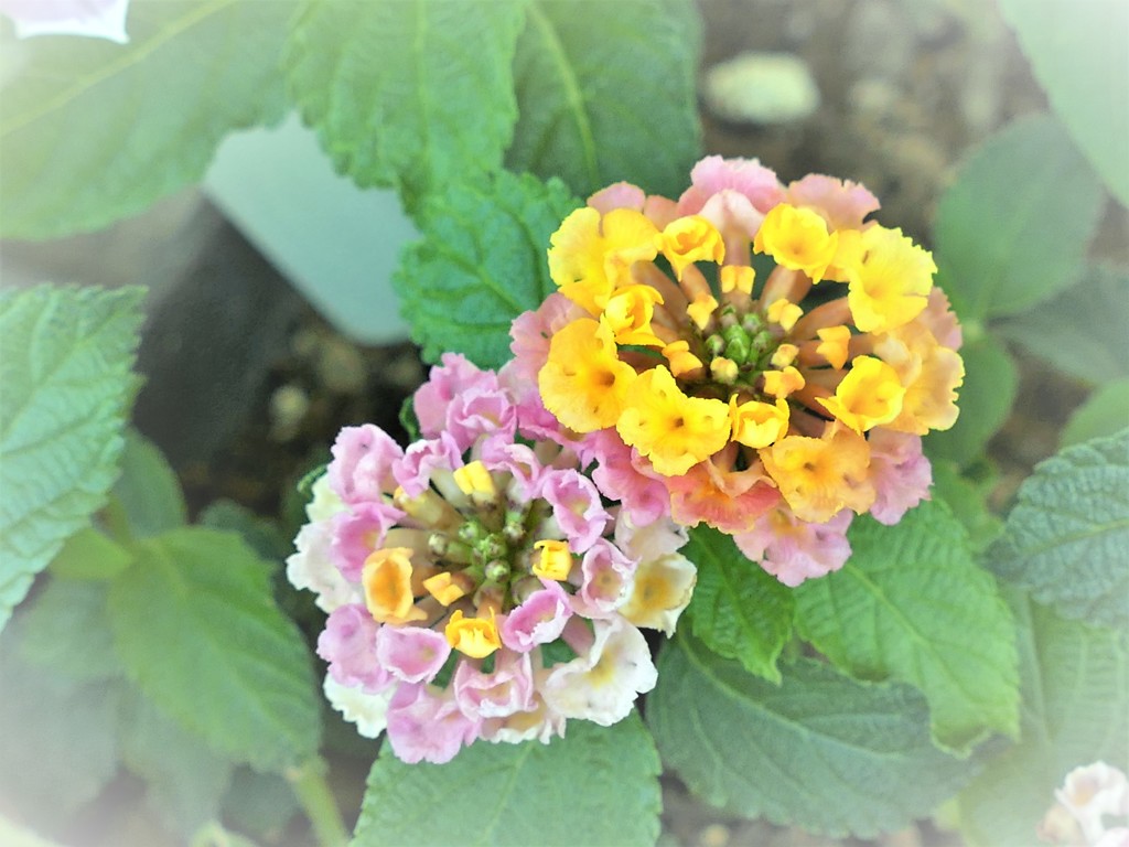 ♡ラブラブカップル♡