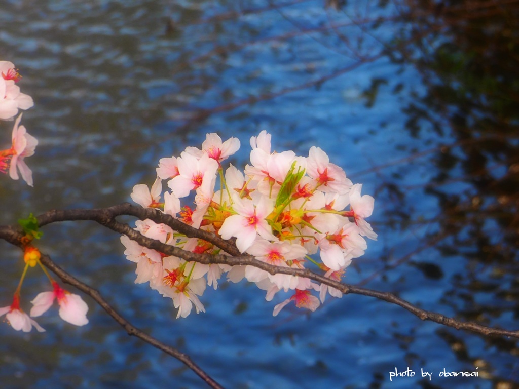 桜・祇園白川 5