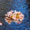 桜・祇園白川 5