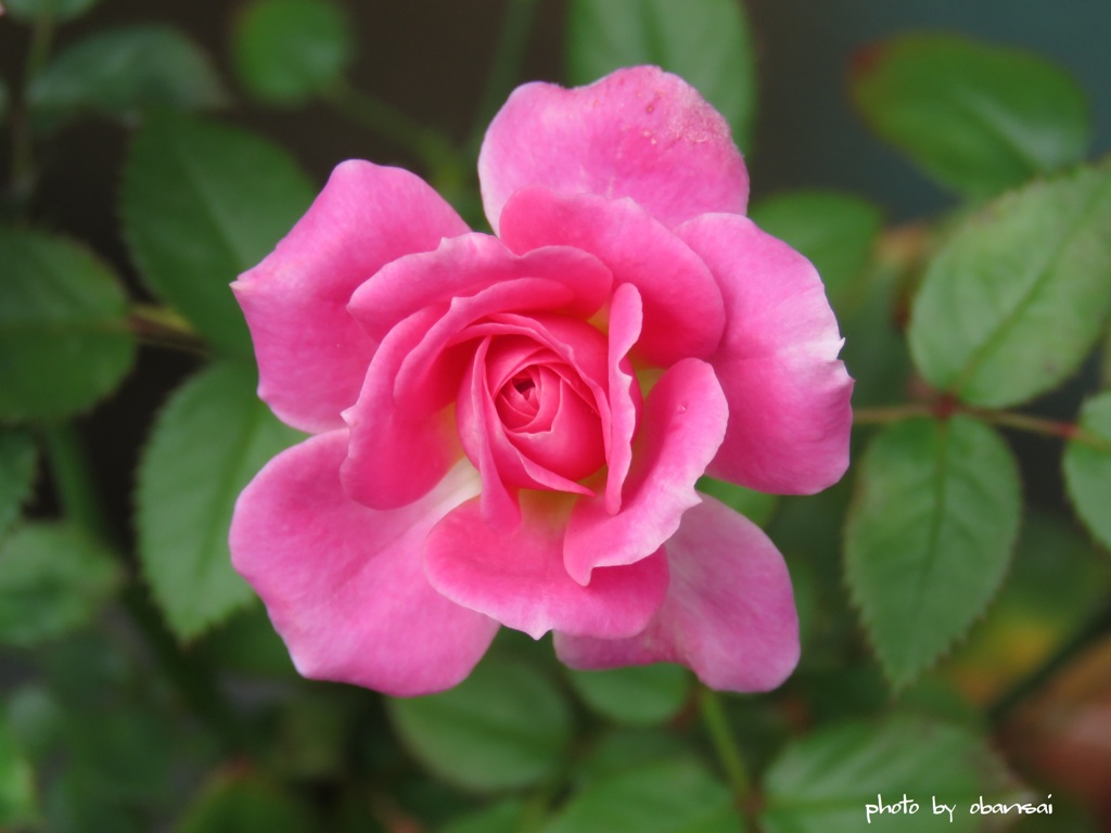 Ｌａｄｙ♡Ｒｏｓｅ