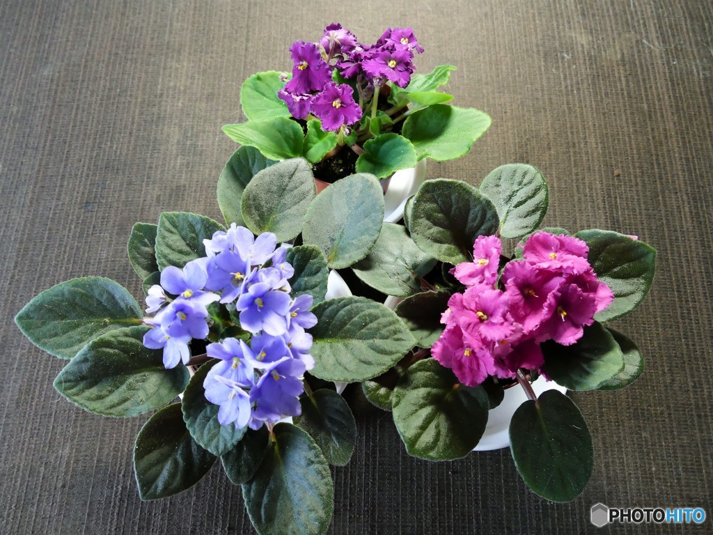 テーブル紫陽花