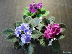 テーブル紫陽花