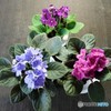テーブル紫陽花
