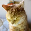 たあ～くん　まどろみ