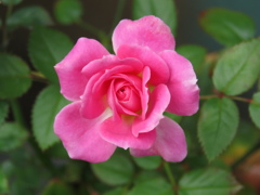 FOR  YOU