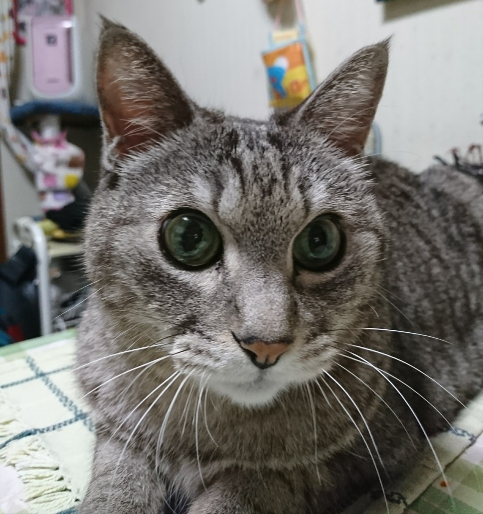 まぁ～ん丸お目目です。スマホdeショット