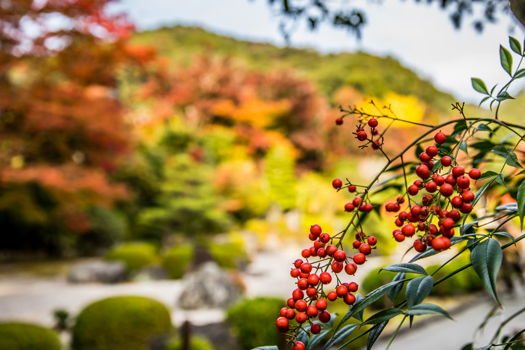 三室戸寺