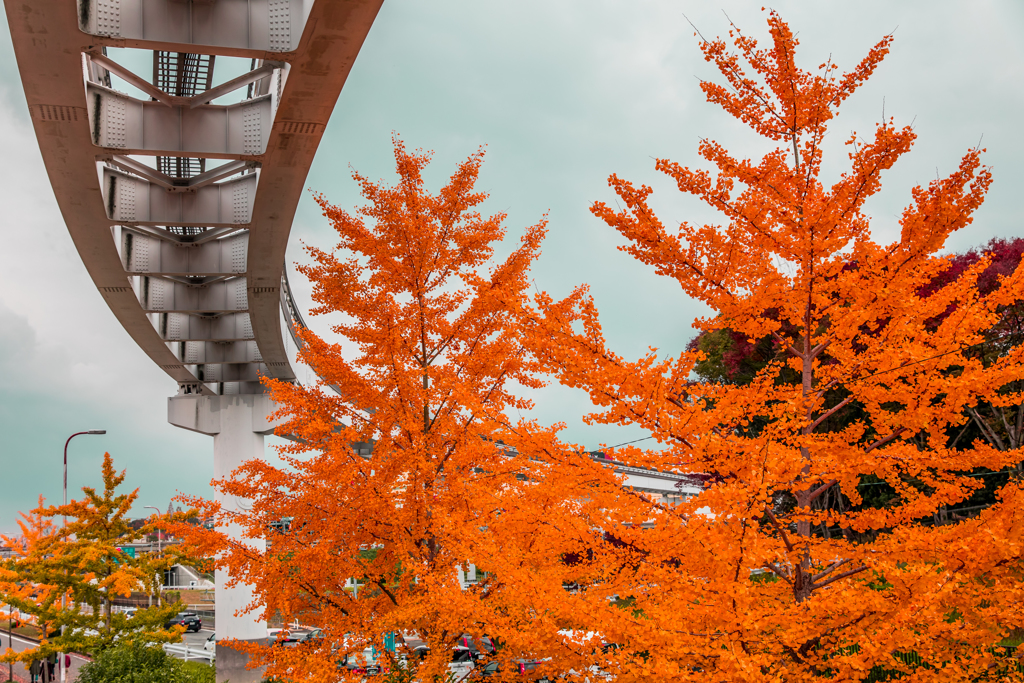 万博公園　紅葉　