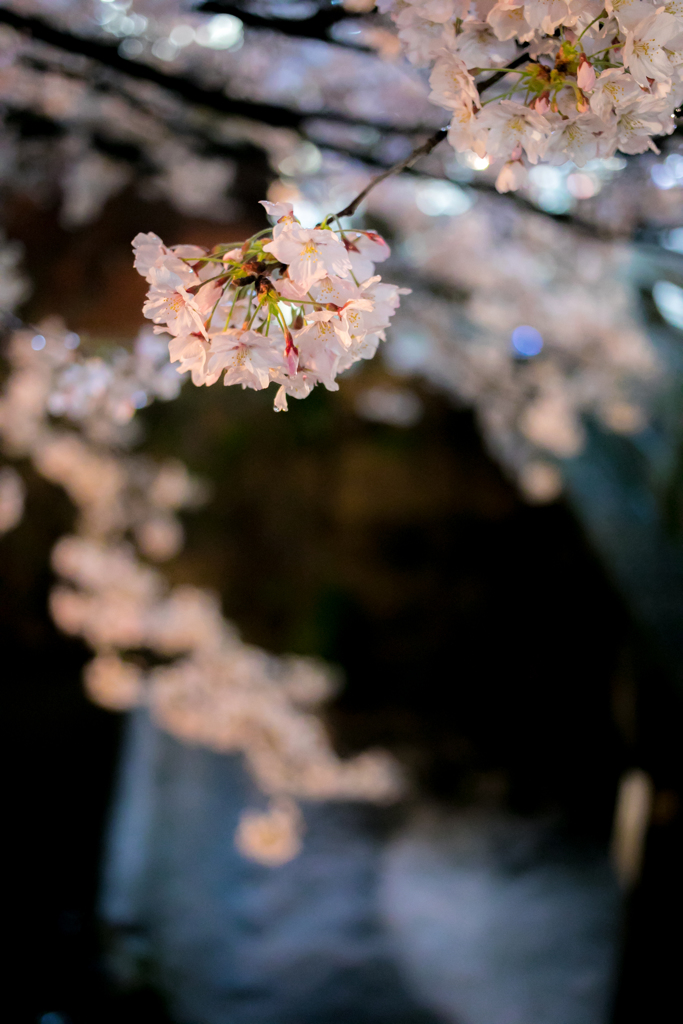 祇園白川