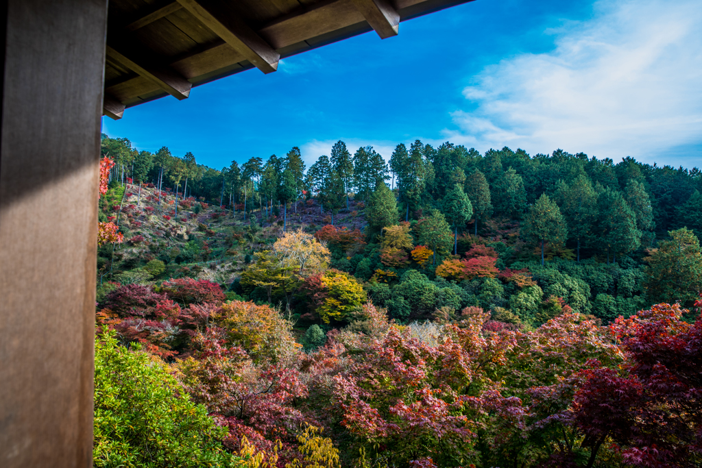 紅葉　三室戸寺