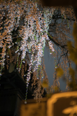 しだれ桜