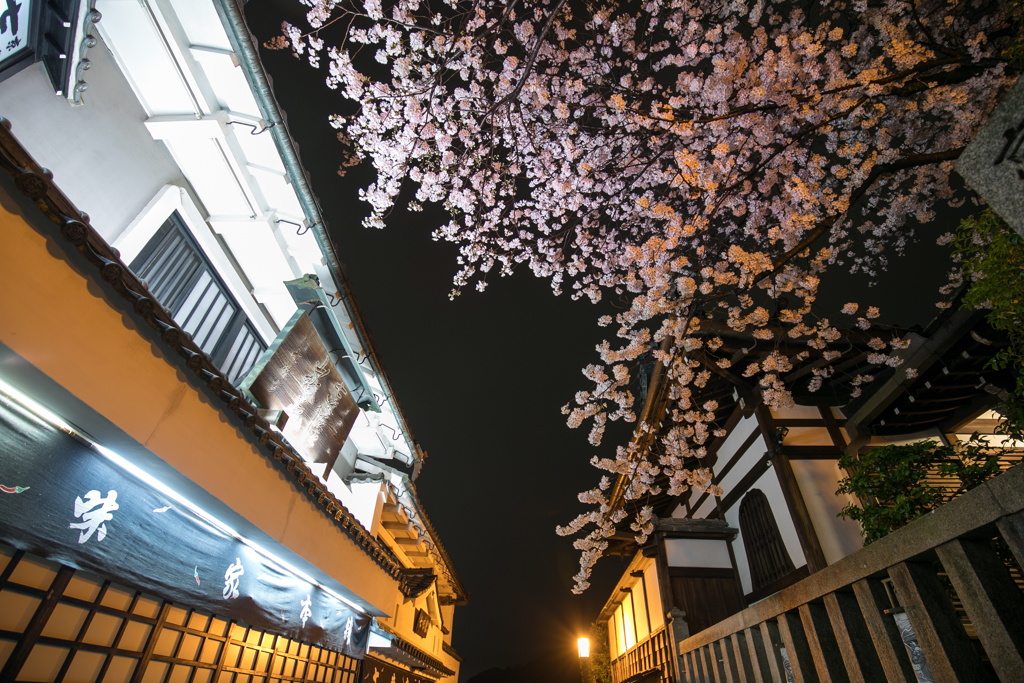 三年坂夜桜