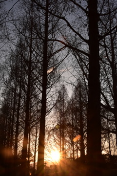 木立からの日の出